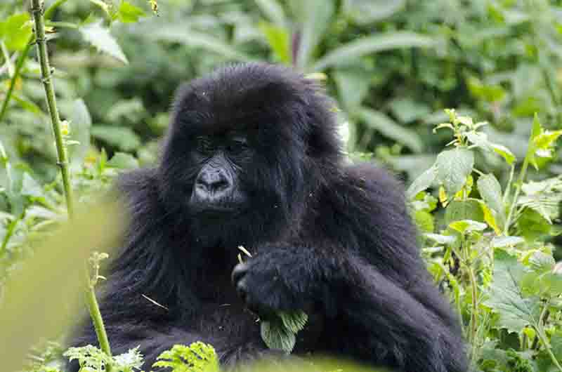 34 - Gorila joven - selva de Virunga - parque nacional de los volcanes - Ruanda